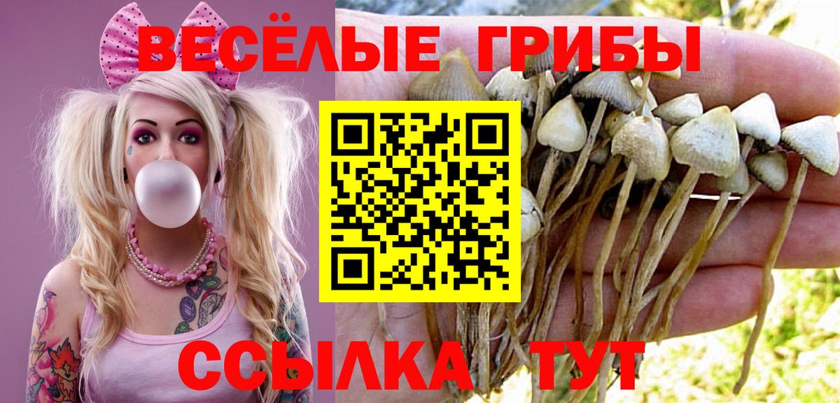 Галлюциногенные грибы Psilocybine cubensis Узловая
